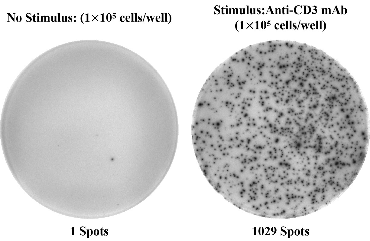 Human IFN-γ (Interferon Gamma) ELISPOT Kit-1
