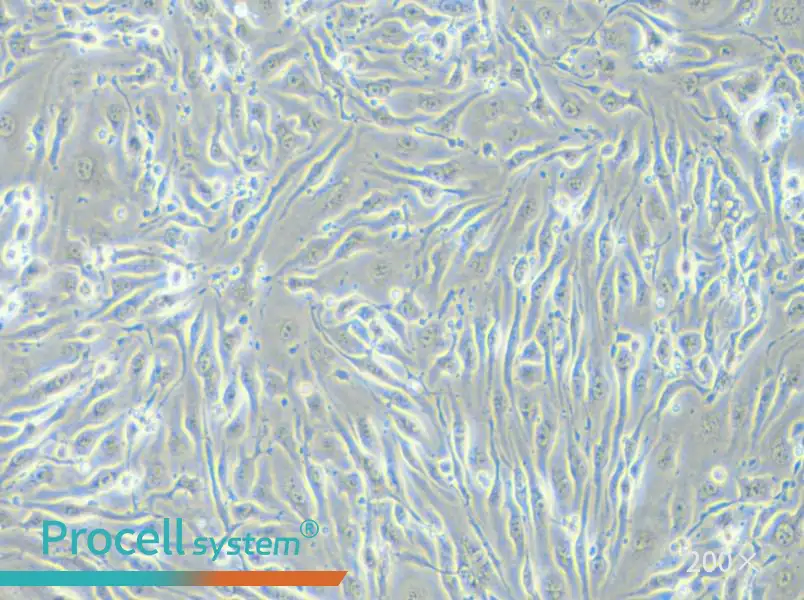 bEnd.3 [BEND3] Cell Complete Medium - small - 4