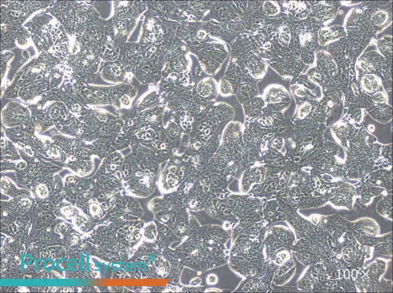 MFE-280 Cell Complete MediumMFE-280 Cell Complete Medium - 3