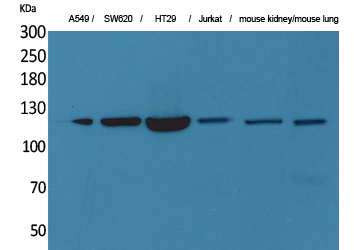 Western Blot analysis of A549, SW620, HT29, Jurkat, Mouse kidney, Mouse lung with CD133 Polyclonal Antibody.