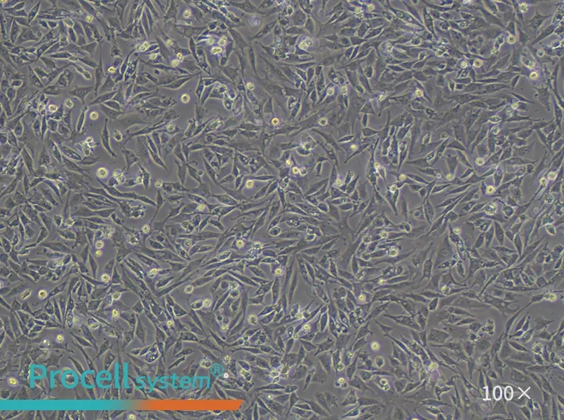 UMNSAH/DF-1 Cell Complete Medium - 2