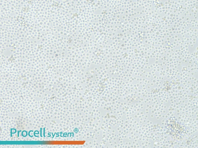 L1210 Cell Complete Medium - 1