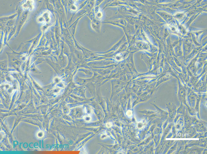 NCI-H1975 - 4
