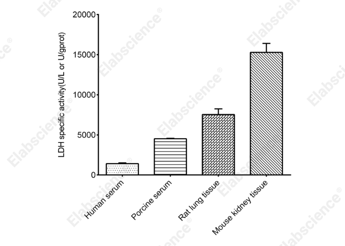 Lactate Dehydrogenase (LDH) Activity Assay Kit - 2
