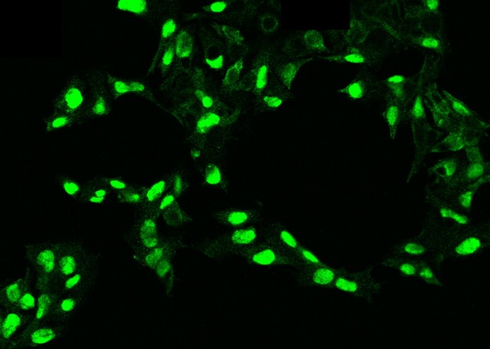 Recombinant PDGF-C Monoclonal Antibody-searchlist-1