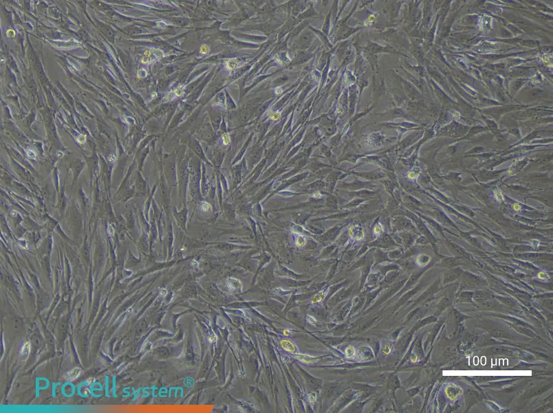 Mouse Adipose-derived Mesenchymal Stem Cell Complete Medium - 2