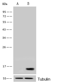 Histone H3 Monoclonal Antibody - small - 5