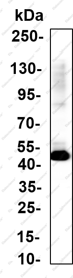 Recombinant PDX1 Monoclonal Antibody - 1
