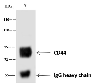 CD44 Antibody Polyclonal Antibody - small - 4