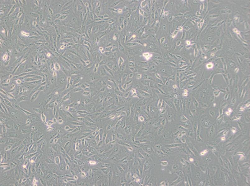 BS-C-1 Cell Complete Medium-searchlist-1