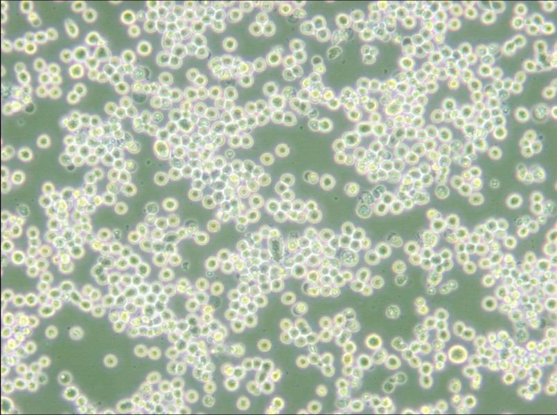 MR1 Cell Complete Medium - 4