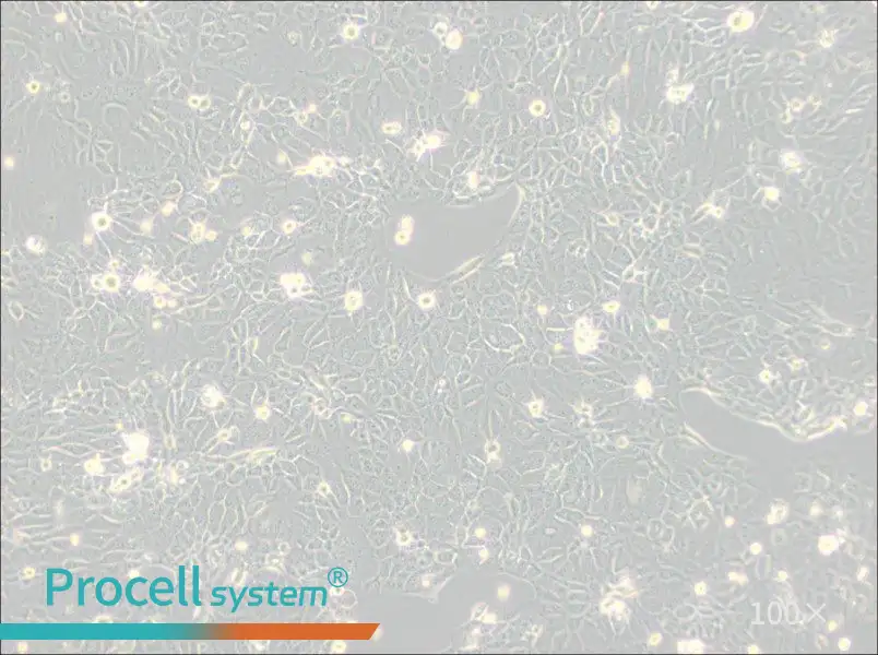 Panc 10.05 Cell Complete Medium - 2
