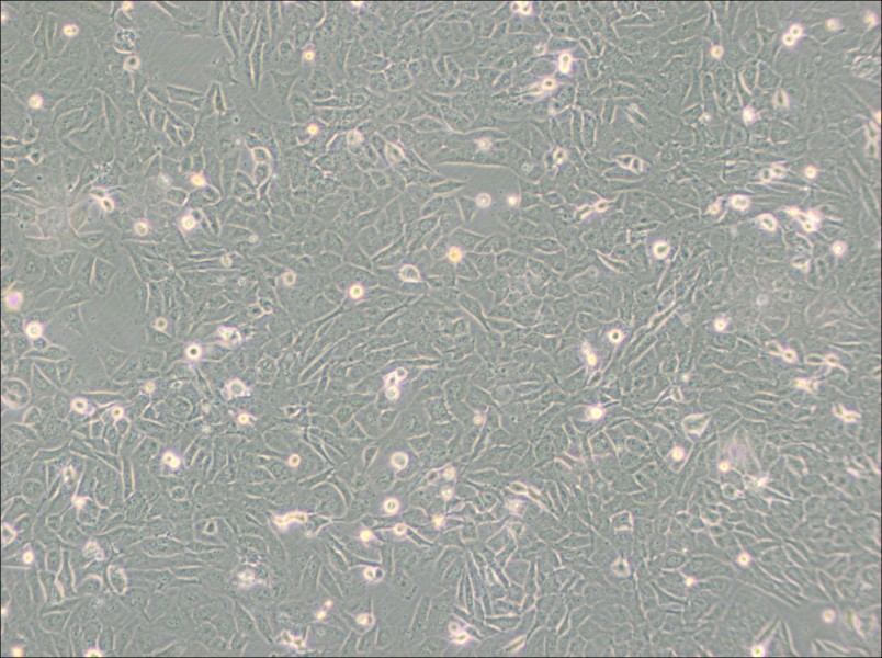 SW872 (L15) Cell Complete MediumSW872 (L15) Cell Complete Medium - 2