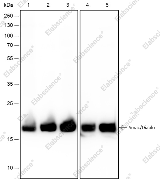 Recombinant Smac/Diablo Monoclonal Antibody - 1
