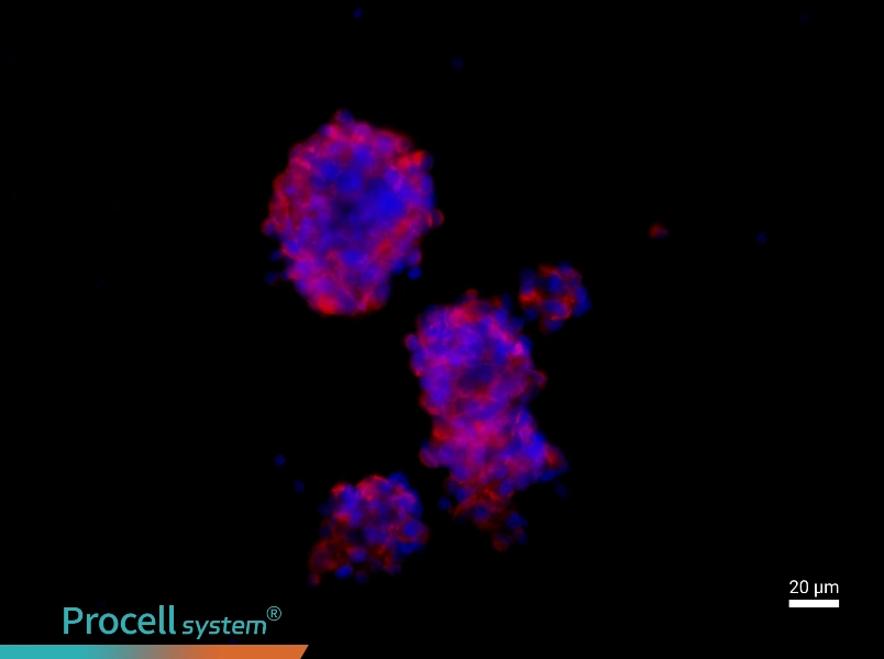 Mouse Neural Stem Cell Complete Medium - 2
