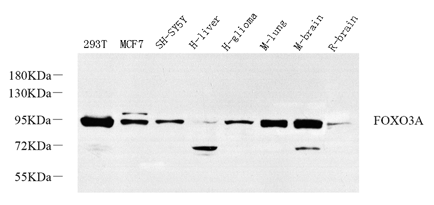 Western Blot analysis of various samples using FOXO3 Polyclonal Antibody at dilution of 1:1000.