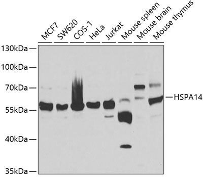 Western blot analysis of extracts of various cell lines using HSPA14 Polyclonal Antibody at 1:1000 dilution.