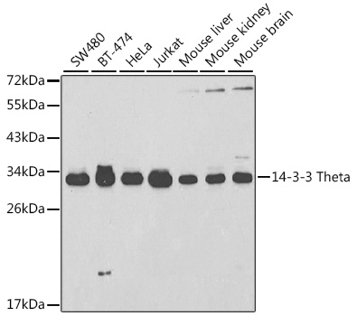 Western blot analysis of extracts of various cell lines using 14-3-3 Theta Polyclonal Antibody at 1:1000 dilution.