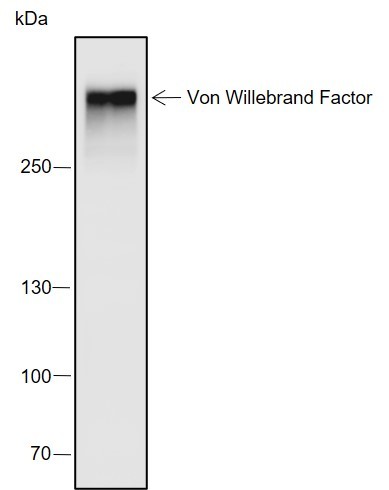 Recombinant Von Willebrand Factor Monoclonal Antibody-searchlist-1