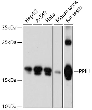 Western blot analysis of extracts of various cell lines using PPIH Polyclonal Antibody at dilution of 1:3000.