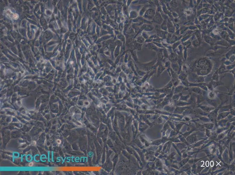 STO Cell Complete Medium - small - 6