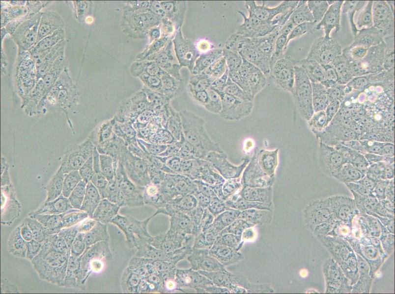 HT-1376 Cell Complete Medium - 6