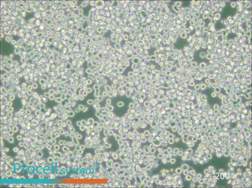 RPMI 8226 Cell Complete Medium - small - 4