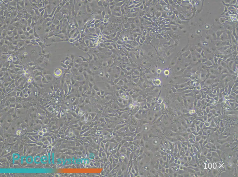 KNS-62 Cell Complete MediumKNS-62 Cell Complete Medium - 3