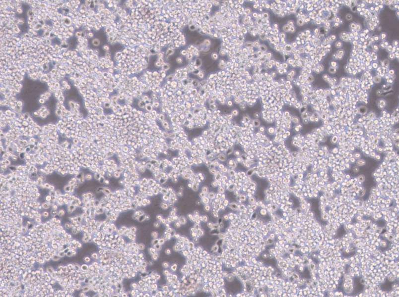 Y3-Ag 1.2.3 Cell Complete MediumY3-Ag 1.2.3 Cell Complete Medium - 3