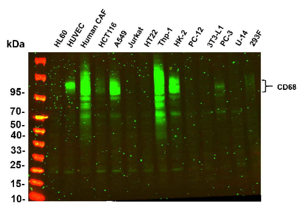 Recombinant CD68 Monoclonal Antibody - 2