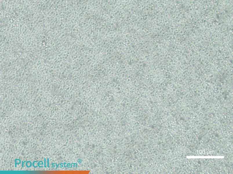 C1498-LUC Cell Complete MediumC1498-LUC Cell Complete Medium - 2