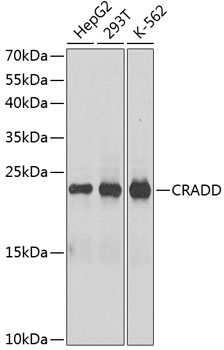 Western blot analysis of extracts of various cell lines using CRADD Polyclonal Antibody at dilution of 1:1000.