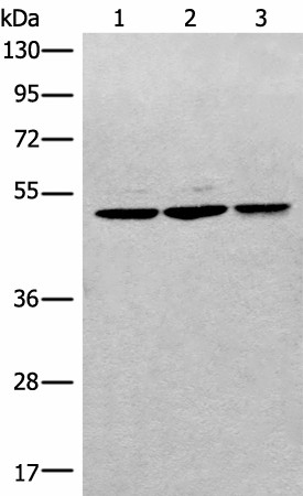 Western blot analysis of RAW264.7 Raji and Jurkat cell lysates  using RPL3 Polyclonal Antibody at dilution of 1:400