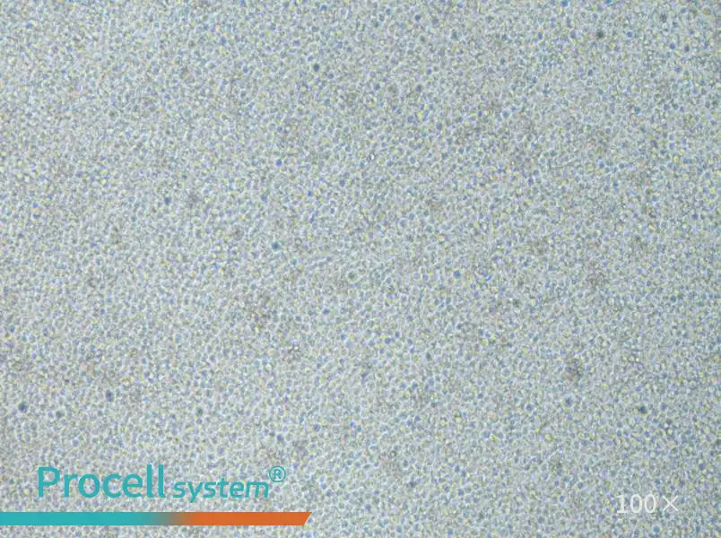 CoC1-DDP Cell Complete Medium - 1