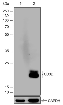 Recombinant CD3D Monoclonal Antibody-searchlist-1