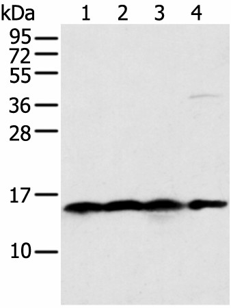 Western blot analysis of 231 Hela K562 cell and Human bladder carcinoma tissue  using MRPS18C Polyclonal Antibody at dilution of 1:400