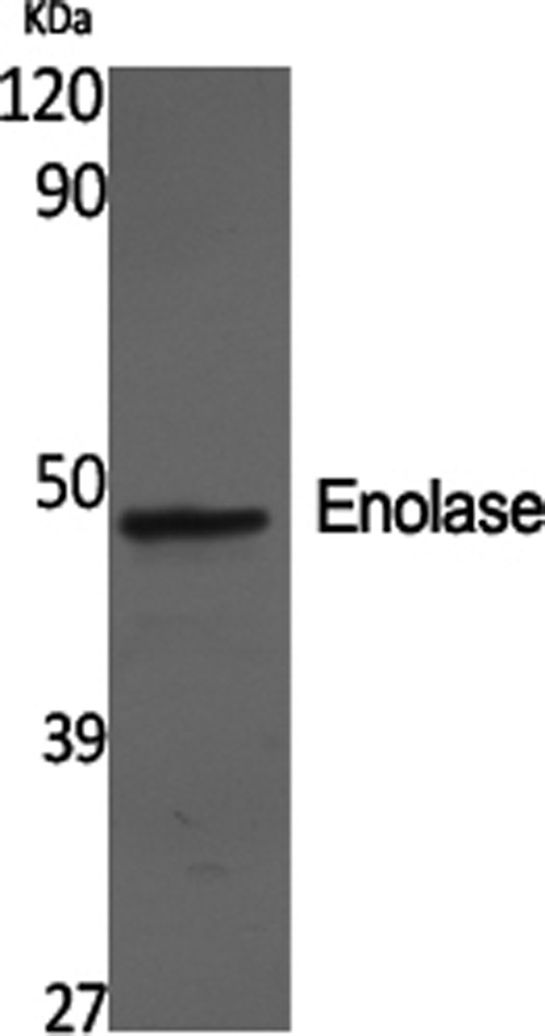 Western Blot analysis of SH-SY5Y cells using ENO2 Polyclonal Antibody at dilution of 1:2000.