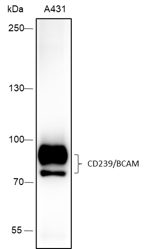 Recombinant CD239/BCAM Monoclonal Antibody-searchlist-1