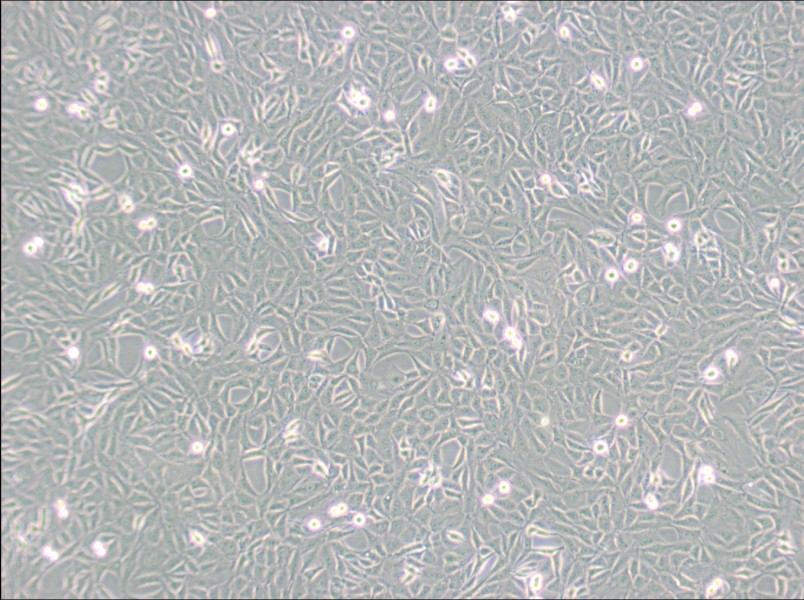 9L/lacZ Cell Complete Medium-searchlist-1