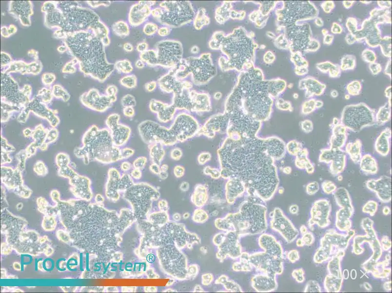 LS513 Cell Complete Medium - 3