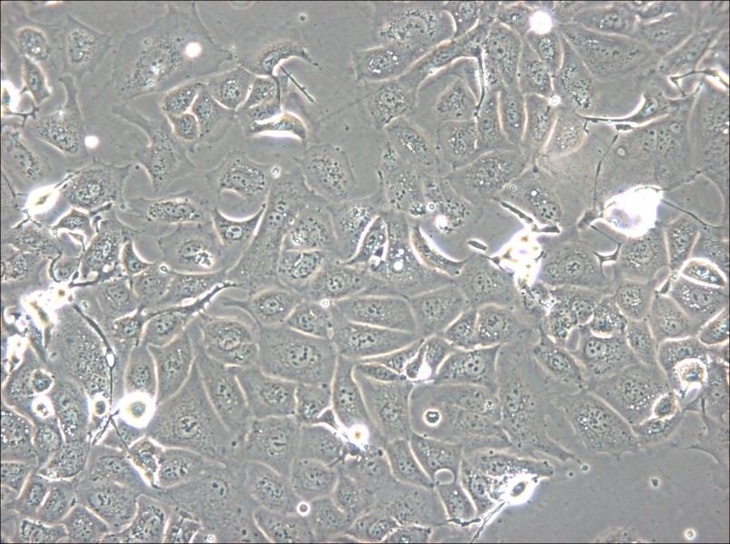 NCI-H1693 Cell Complete Medium - small - 6