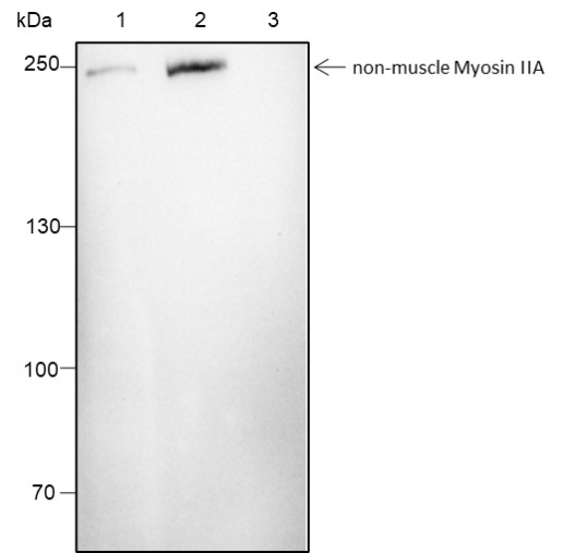 Recombinant non-muscle Myosin IIA Monoclonal Antibody - 2