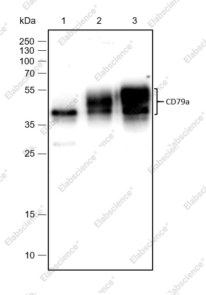 Recombinant CD79a Monoclonal Antibody - 1