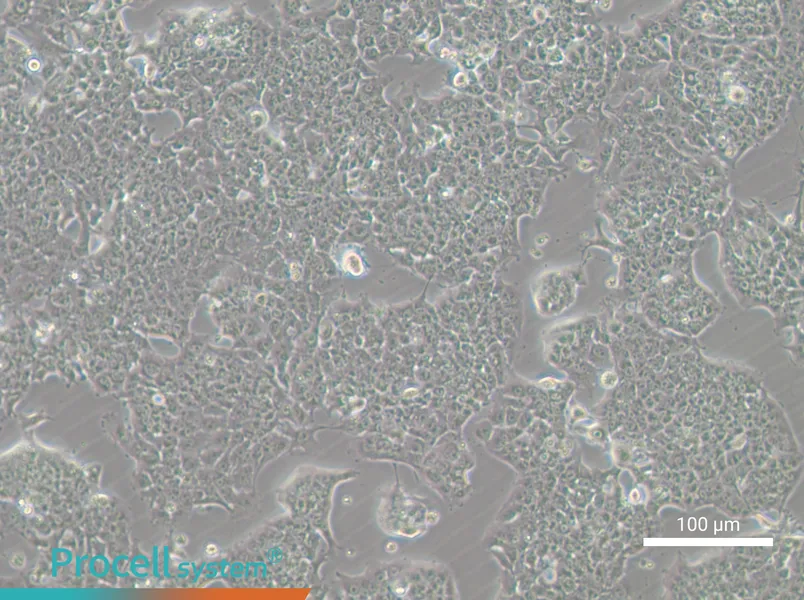HePa1-6-GFP Cell Complete Medium - 5