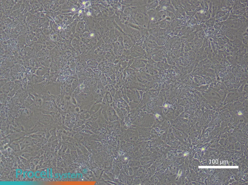 Mouse Embryonic HepatoblastsMouse Embryonic Hepatoblasts - 2