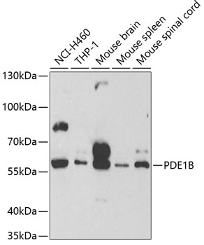 Western blot analysis of extracts of various cell lines using PDE1B Polyclonal Antibody at 1:500 dilution.