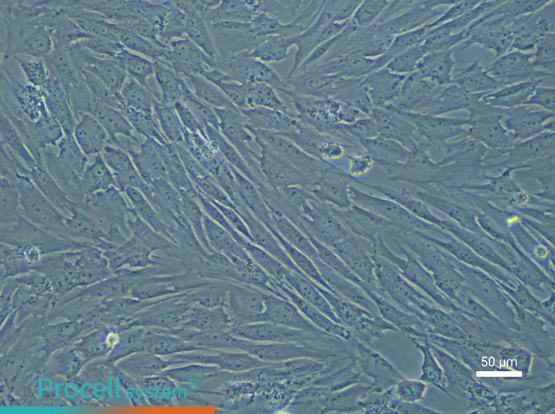 Porcine Preadipocyte Complete Medium - 5