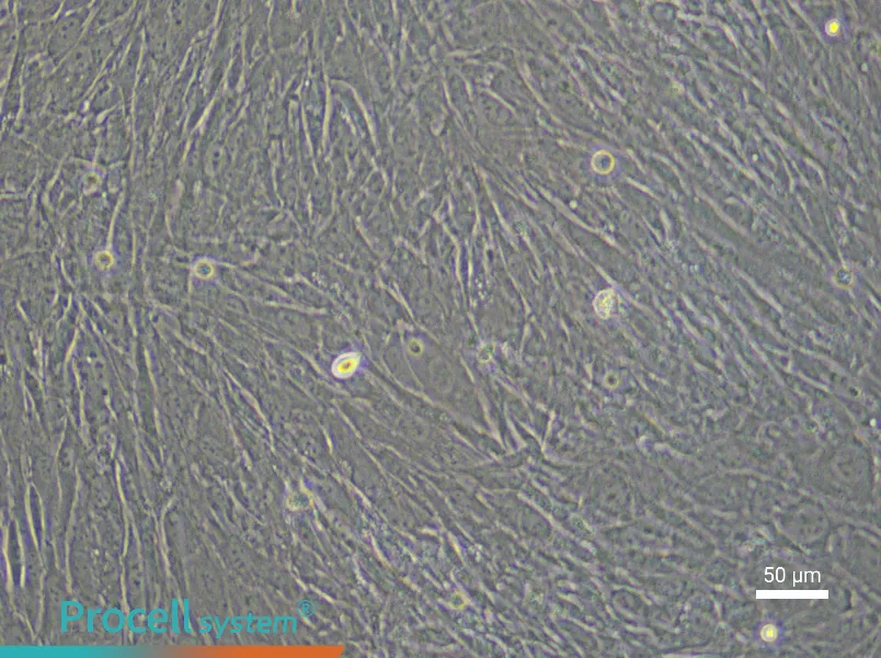 Rabbit Tendon Stem Cell Complete Medium - small - 6