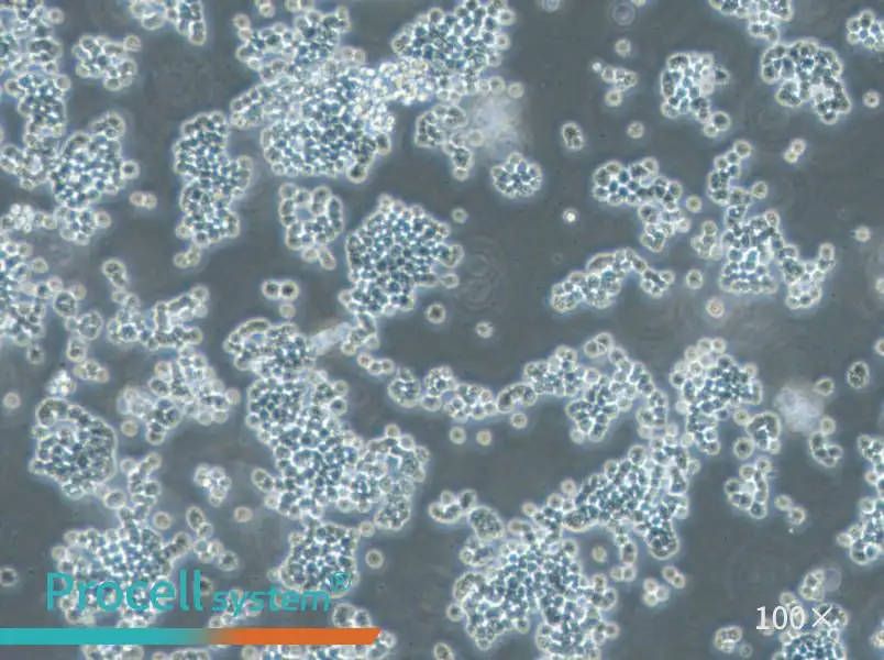 GH3 Cell Complete Medium - 1