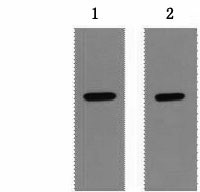 Western Blot analysis of 1ug Strep II fusion protein using Strep-Tag Monoclonal Antibody at dilution of 1) 1:5000 2) 1:10000.